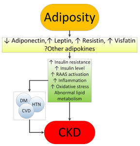 Figure 1. Putative mechanisms of action whereby obesity causes chronic kidney disease