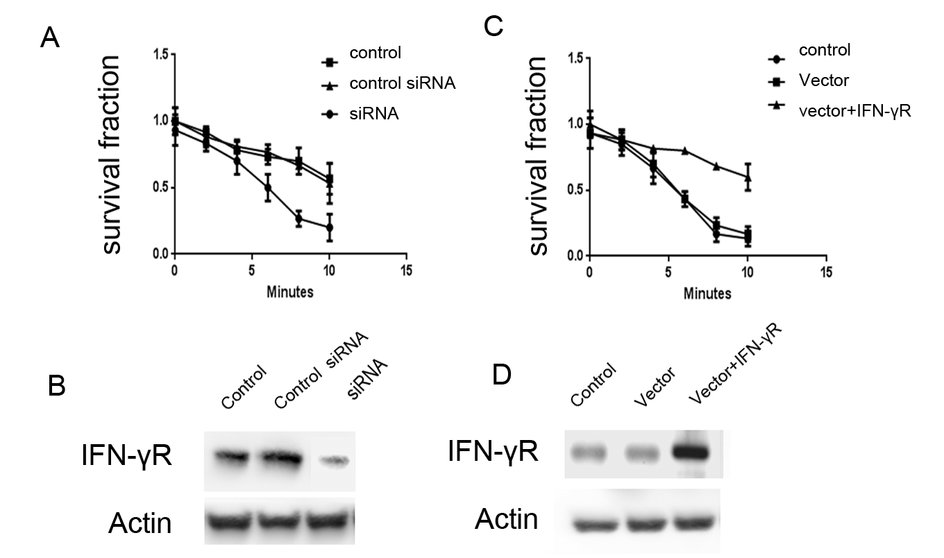 Figure 3. Effects of IFN-γR expression on the radio-sensitivity of CNE-1 cells. A: Expression of IFN-γR decreased in IFN-γR RNAi cells. B: Knock-down of IFN-γR promoted the radio-sensitivity of CNE-1 cells. C: Expression of IFN-γR increased after positive transfection. D: Forced IFN-γR expression inhibited the radio-sensitivity of CNE-1 cells.