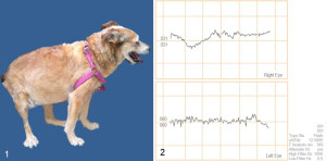 can cushings disease cause blindness in dogs