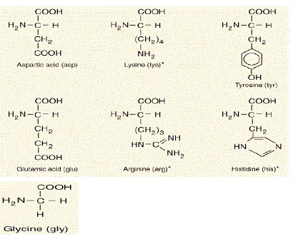 Amino Acids with Basic or Acidic R-Groups (Seven)