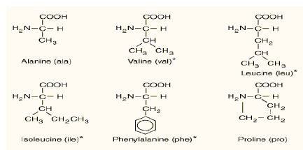 Amino Acids with Hydrocarbon R-groups (Six)