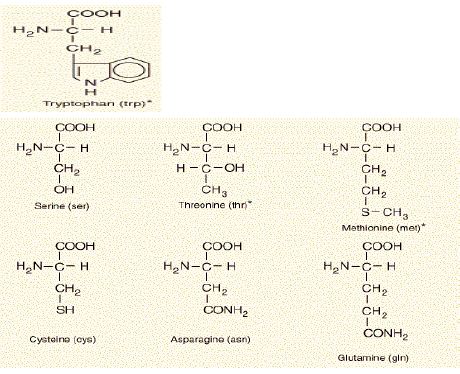 Amino Acids with Neutral R-Groups (Seven)