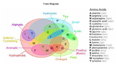 properties of hydrophobic amino acids