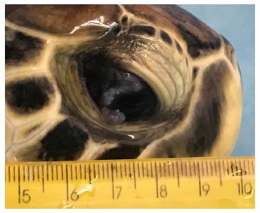 Molecular characterization of a marine turtle tumor epizootic